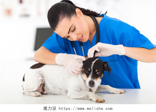 美丽的年轻女兽医检查宠物狗兽医检查宠物狗耳朵